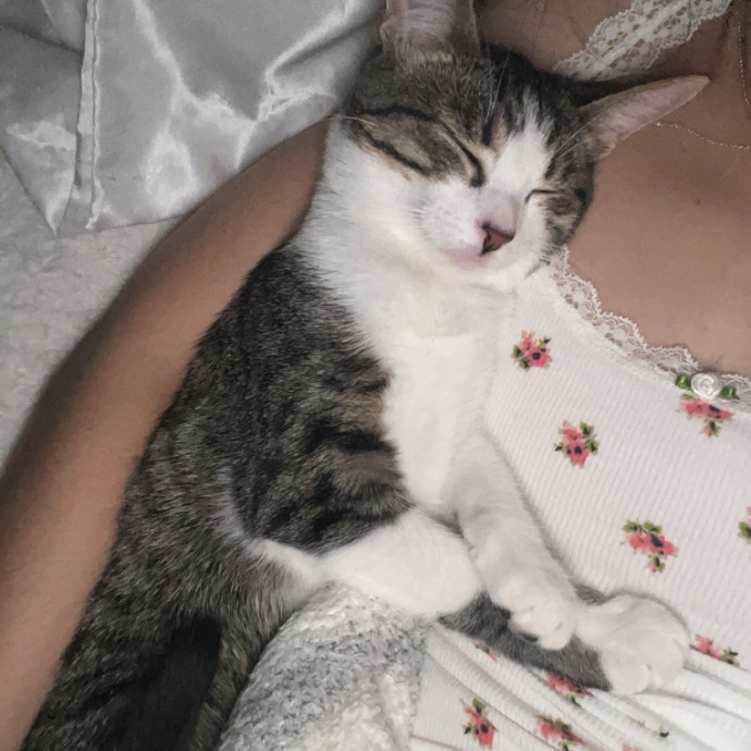 Bri's Kitty Haven