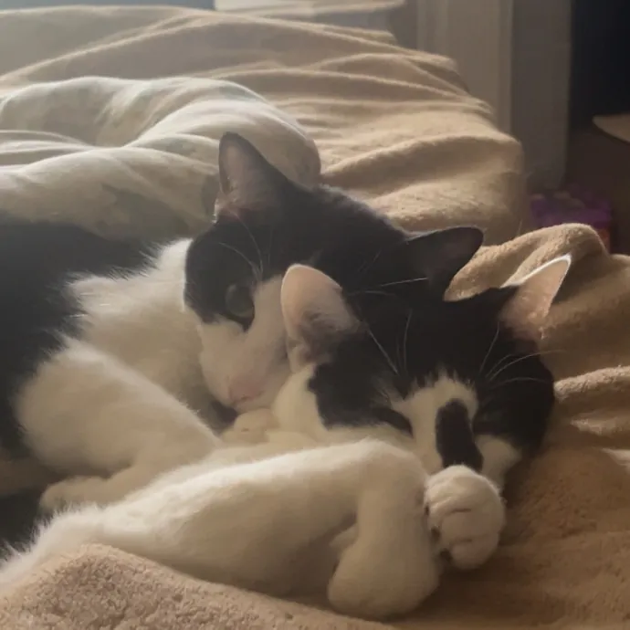 Bri's Kitty Haven