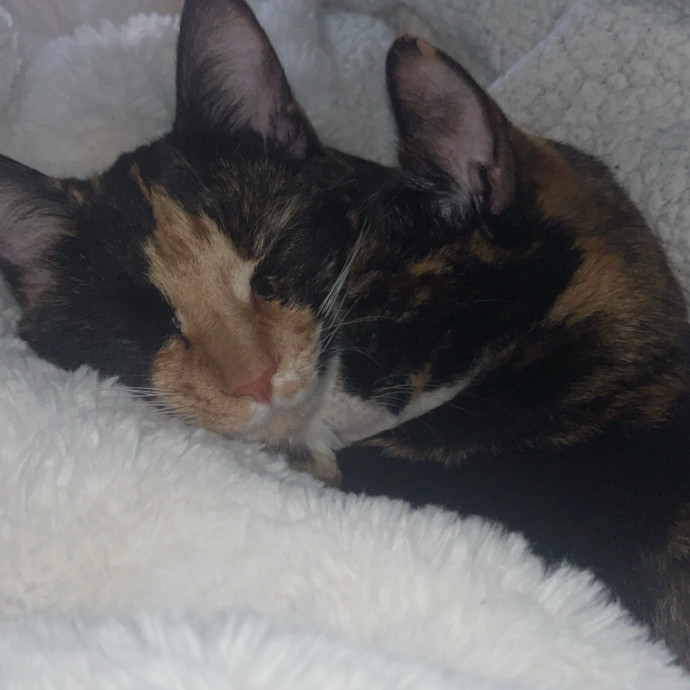 Bri's Kitty Haven