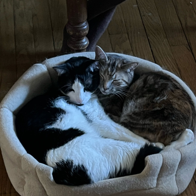 Bri's Kitty Haven