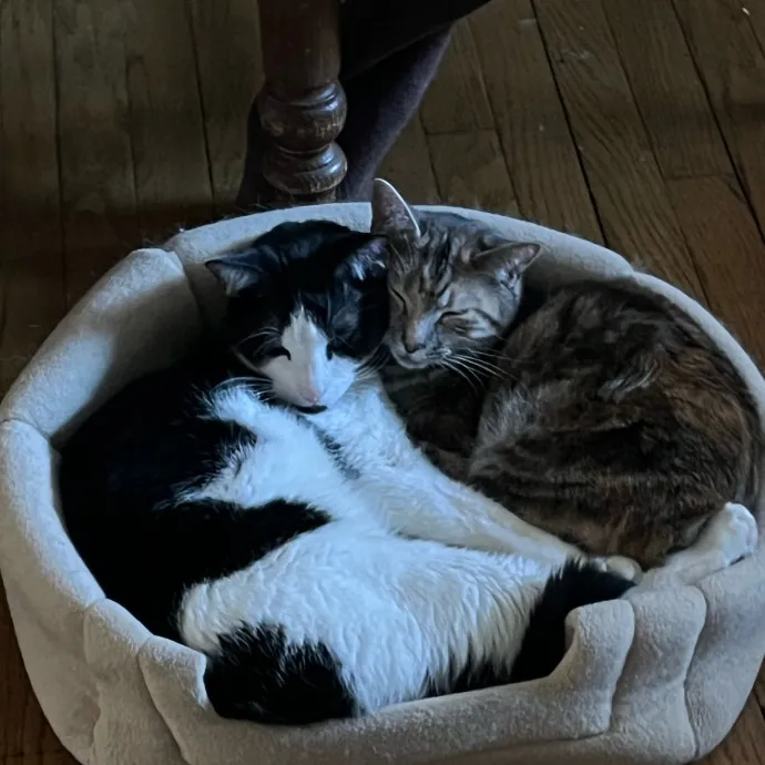 Bri's Kitty Haven
