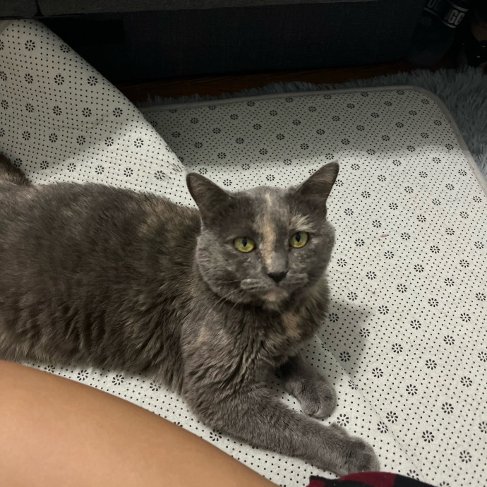 Bri's Kitty Haven