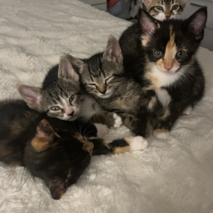 Bri's Kitty Haven