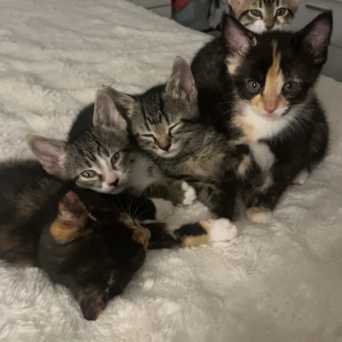 Bri's Kitty Haven