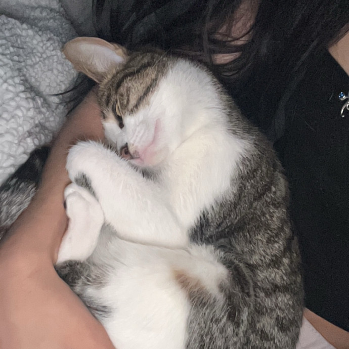 Bri's Kitty Haven