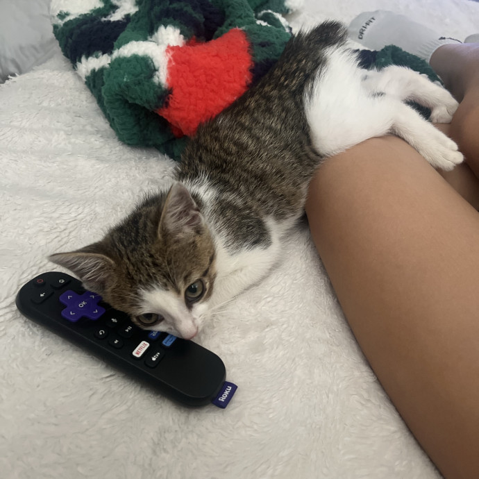Bri's Kitty Haven