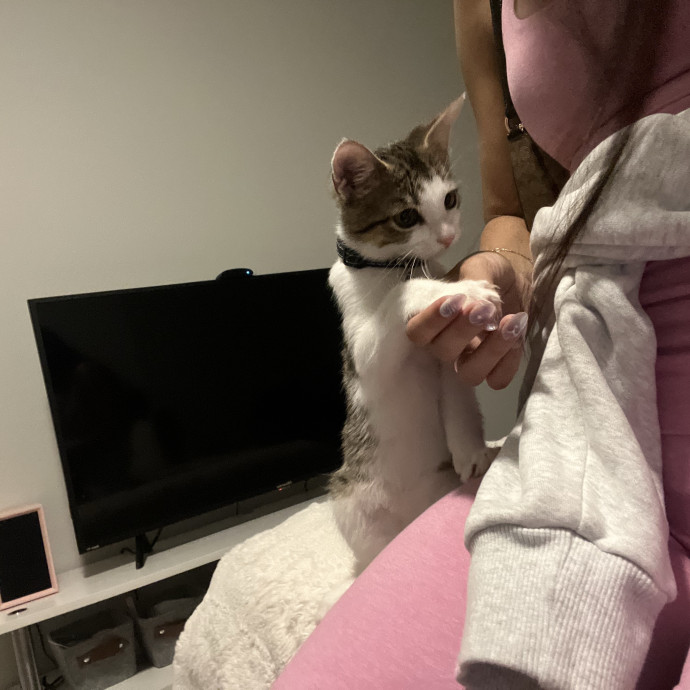 Bri's Kitty Haven photo 3