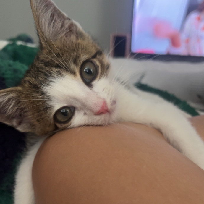 Bri's Kitty Haven photo 2