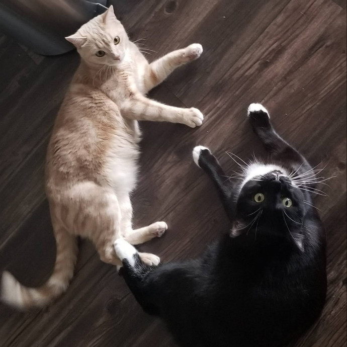 Purrs Play Care By Jessica