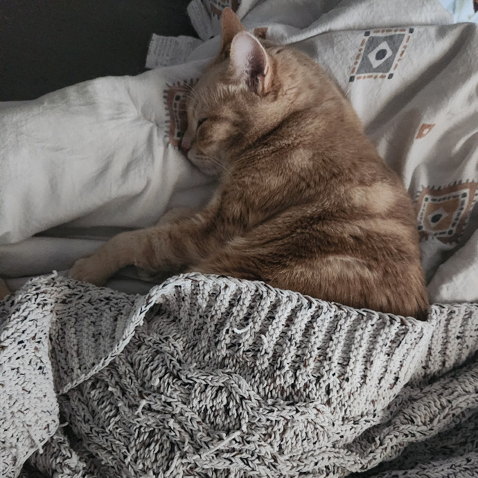 Purrs Play Care By Jessica