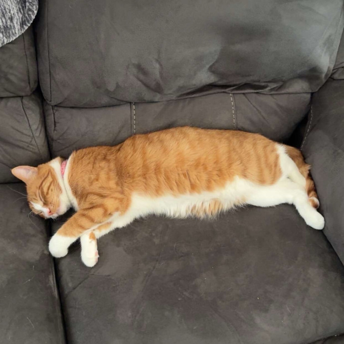 Cat Sitter With Flexible Hours