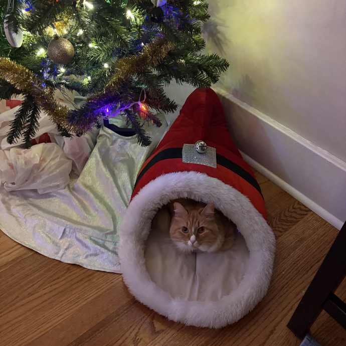 Cat Sitter With Flexible Hours photo 2