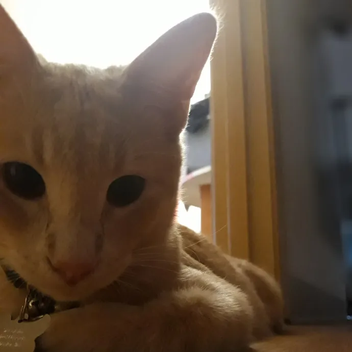 Purrfect Cat Auntie-Sitter