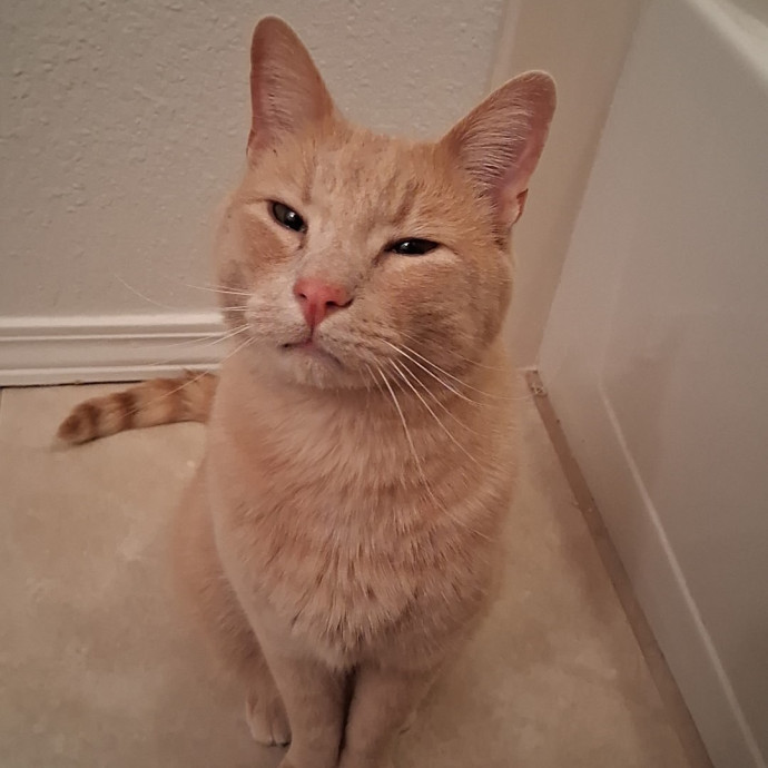 Purrfect Cat Auntie-Sitter