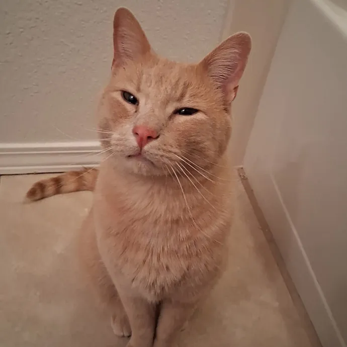 Purrfect Cat Auntie-Sitter