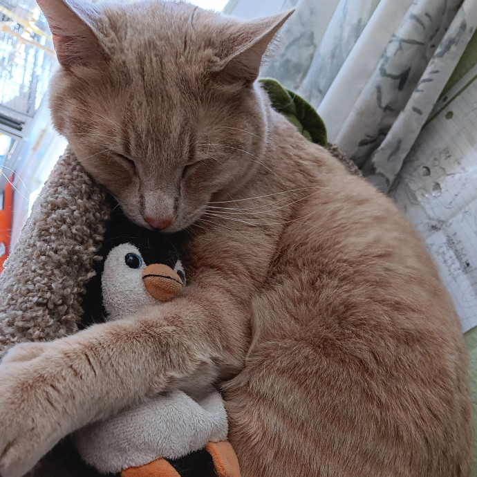 Purrfect Cat Auntie-Sitter