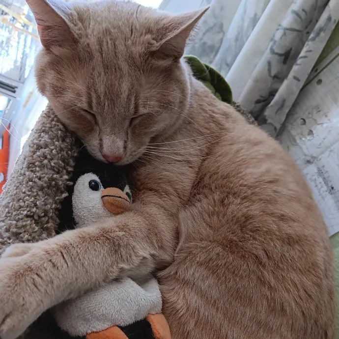 Purrfect Cat Auntie-Sitter