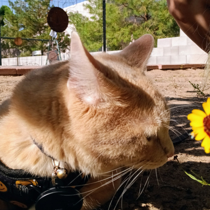 Purrfect Cat Auntie-Sitter
