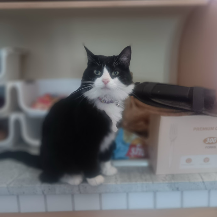 Purrfect Cat Auntie-Sitter