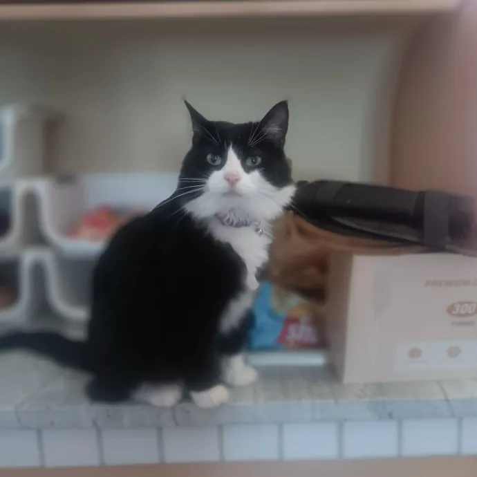 Purrfect Cat Auntie-Sitter
