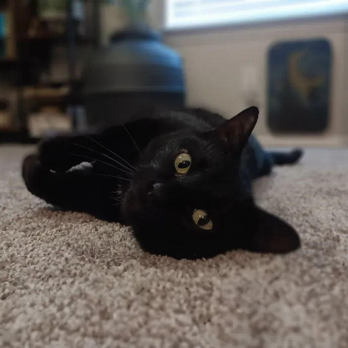 Purrfect Cat Auntie-Sitter