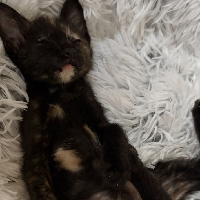 Purrfect Cat Auntie-Sitter