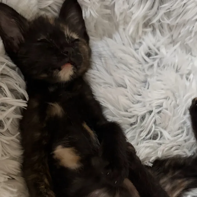 Purrfect Cat Auntie-Sitter