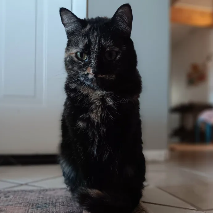 Purrfect Cat Auntie-Sitter
