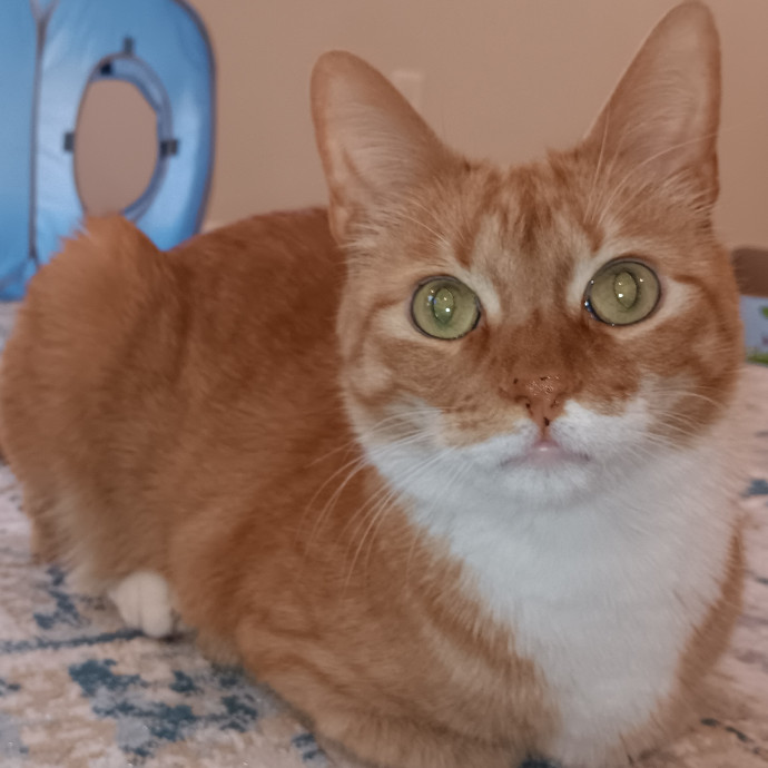 Purrfect Cat Auntie-Sitter