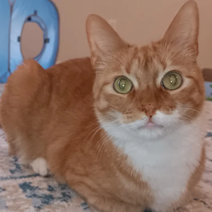 Purrfect Cat Auntie-Sitter
