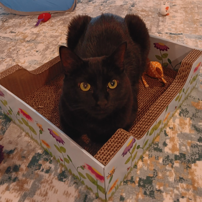 Purrfect Cat Auntie-Sitter