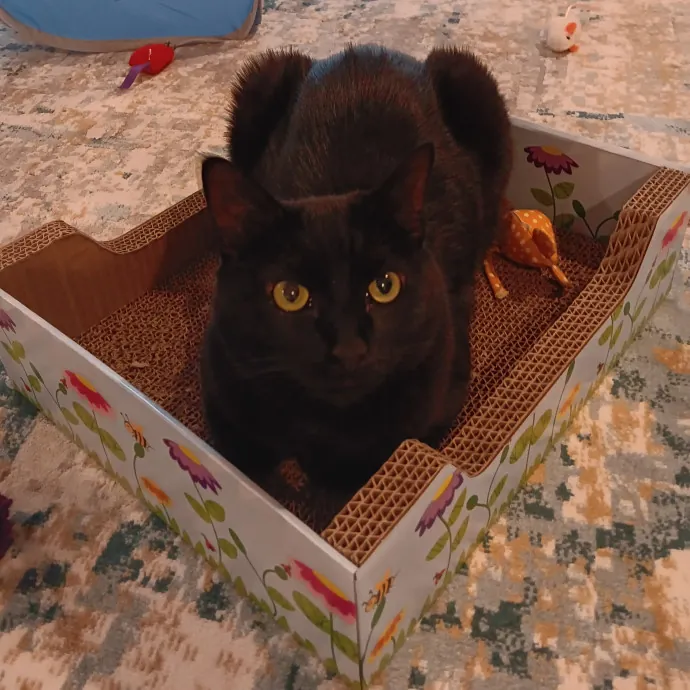 Purrfect Cat Auntie-Sitter