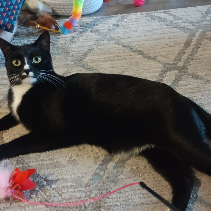 Purrfect Cat Auntie-Sitter