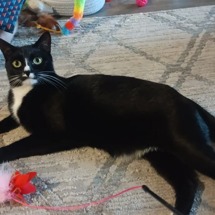 Purrfect Cat Auntie-Sitter
