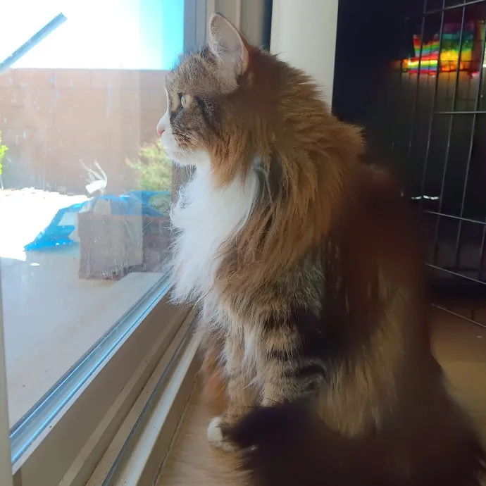 Purrfect Cat Auntie-Sitter