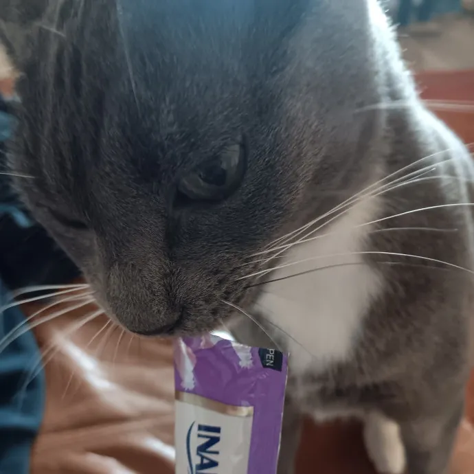 Purrfect Cat Auntie-Sitter