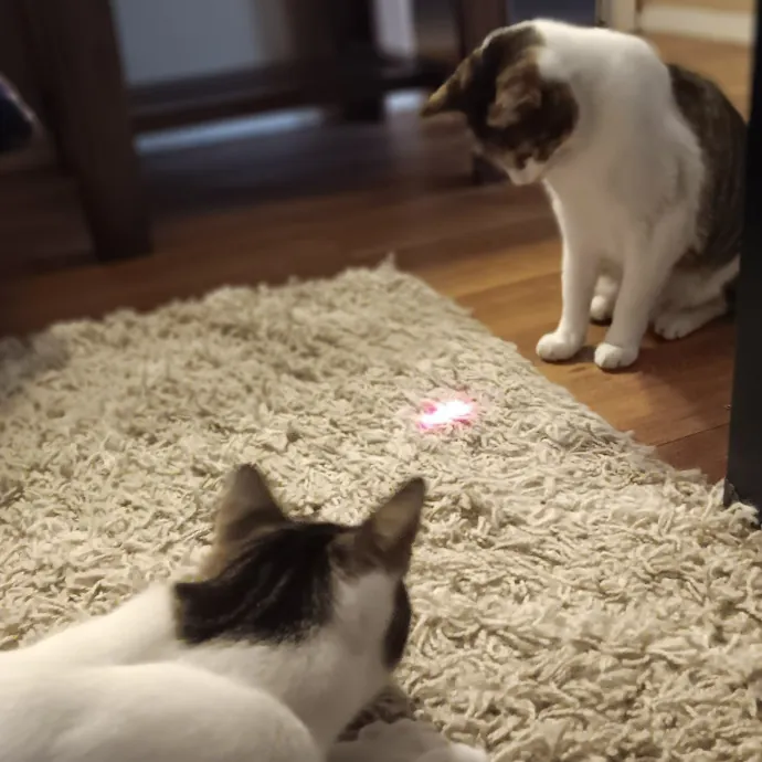 Purrfect Cat Auntie-Sitter