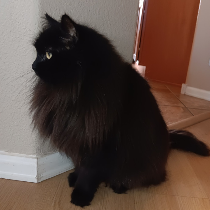 Purrfect Cat Auntie-Sitter