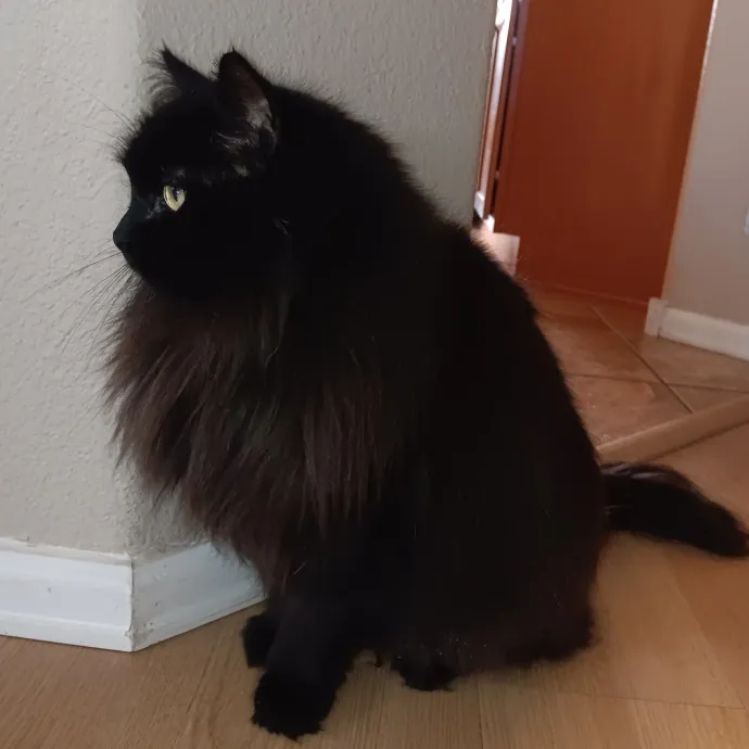 Purrfect Cat Auntie-Sitter photo 4