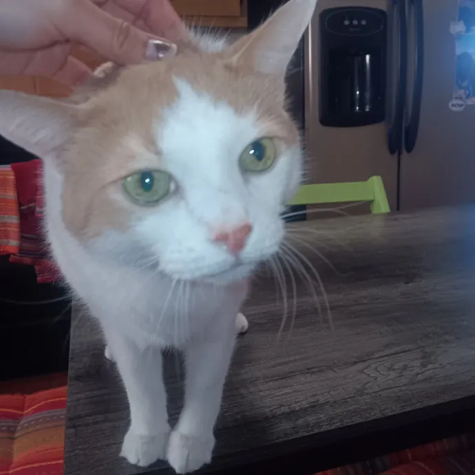 Purrfect Cat Auntie-Sitter photo 3