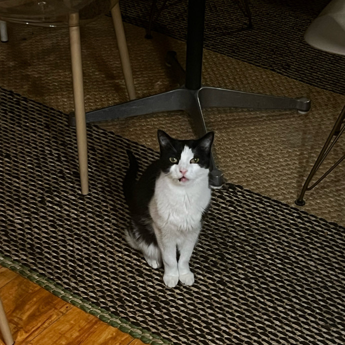 Shy And Senior Cat Care Pro