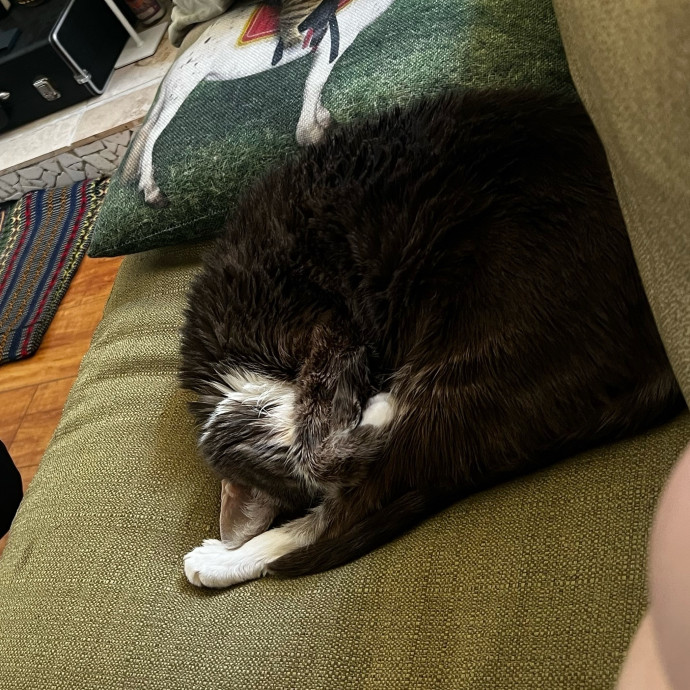 Shy And Senior Cat Care Pro