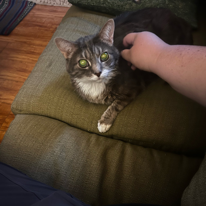 Shy And Senior Cat Care Pro