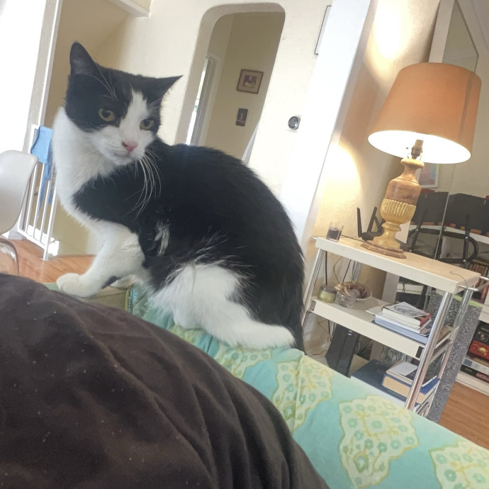 Shy And Senior Cat Care Pro