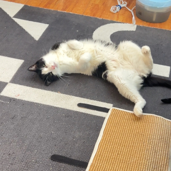 Shy And Senior Cat Care Pro