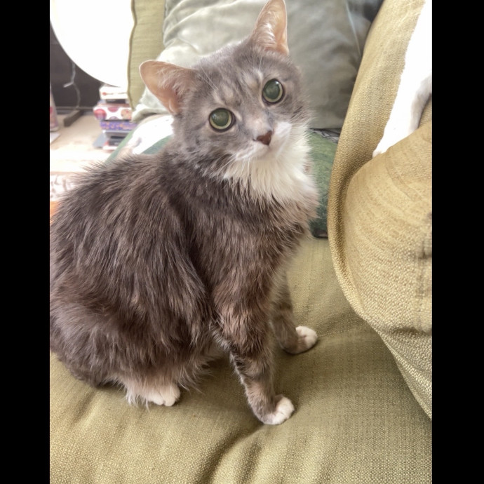 Shy And Senior Cat Care Pro