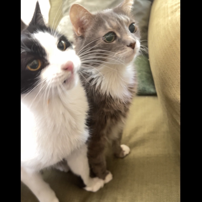 Shy And Senior Cat Care Pro