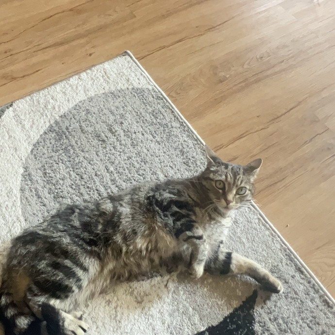 Shy And Senior Cat Care Pro