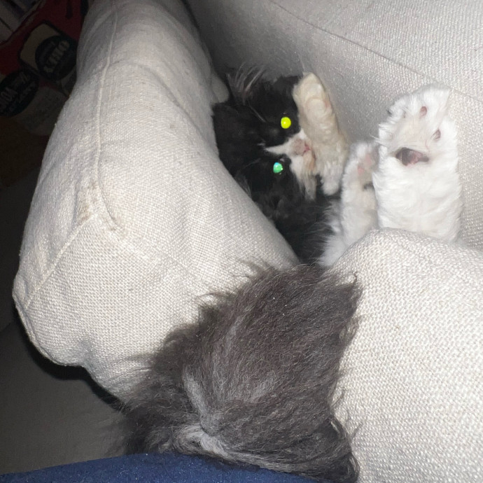 Shy And Senior Cat Care Pro