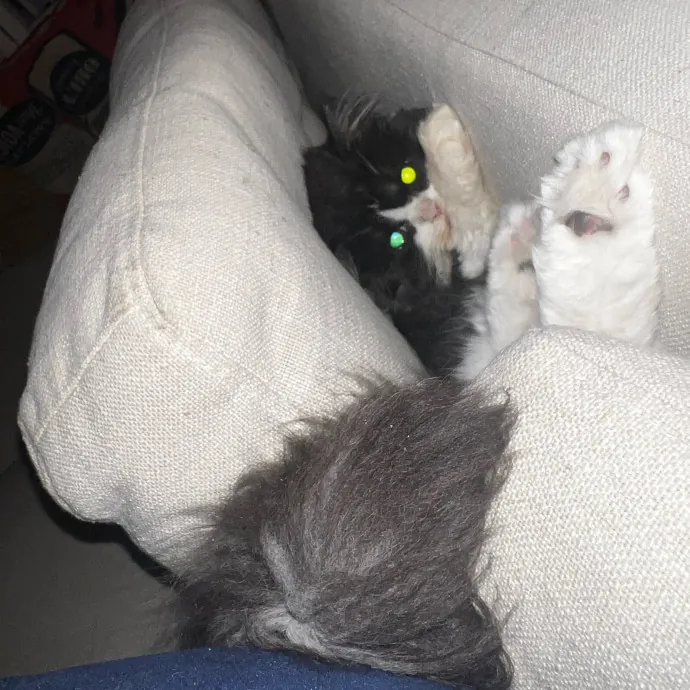 The Meow Whisperer